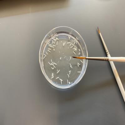 Fly Larvae