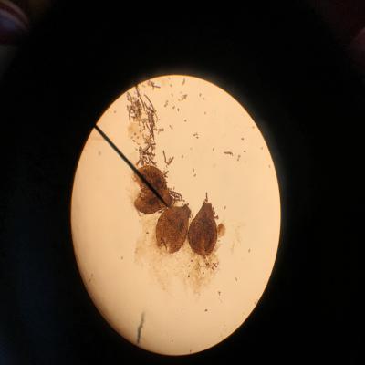 Microscope: Seeds
