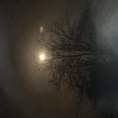 Trees of the Pre-Eclipse